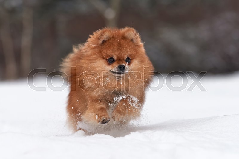 pomeranian spitz baby