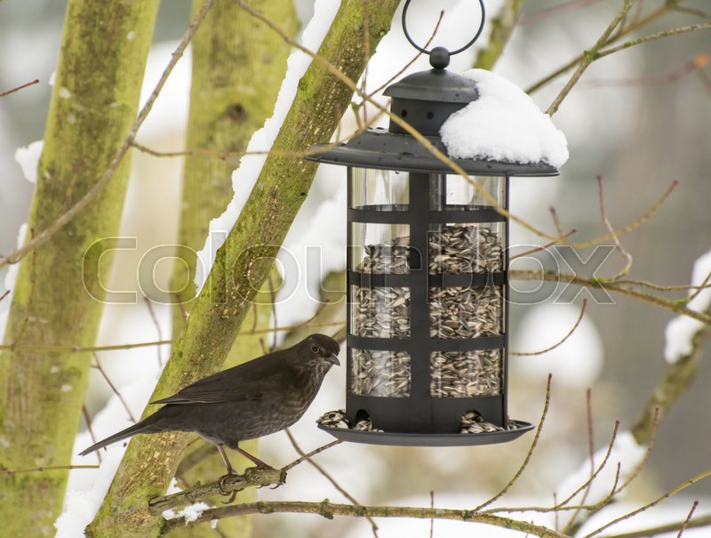Blackbird In The Winter Sitting At A Stock Image Colourbox
