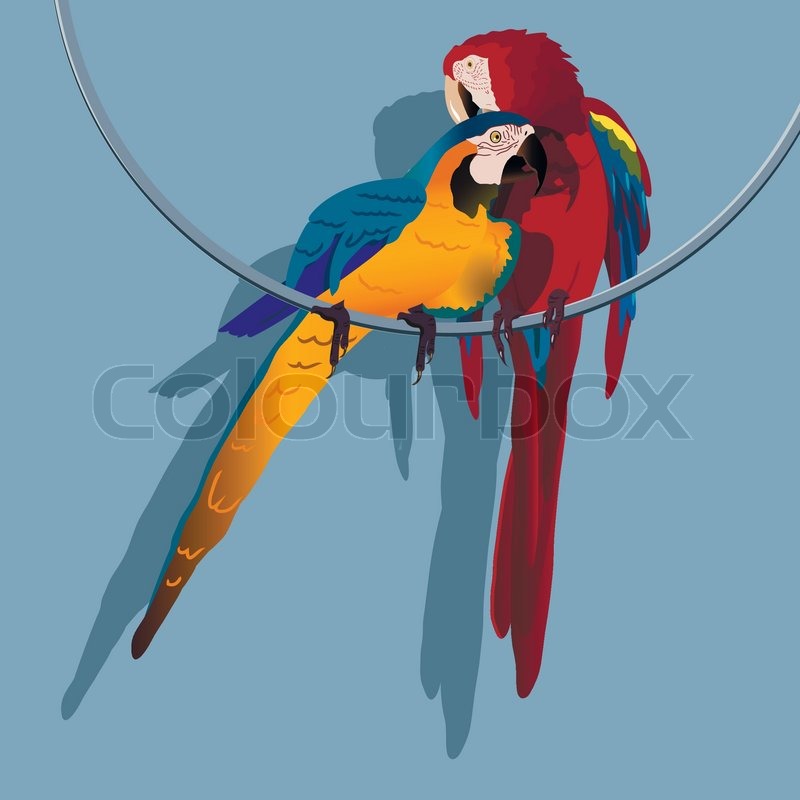 Illustration, zwei helle Papagei auf | Stock-Vektor | Colourbox