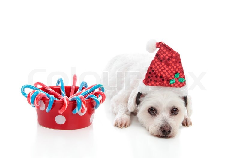 Ein süßer weißer Hund mit einer Schale Stockfoto Colourbox