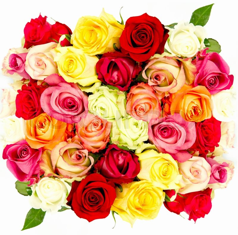 Colorful roses, beautiful flower bouquet on white ...