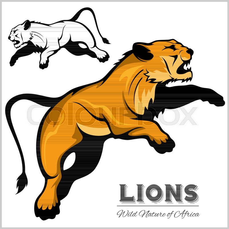 Lioness - color and black-white image | Stock vector | Colourbox