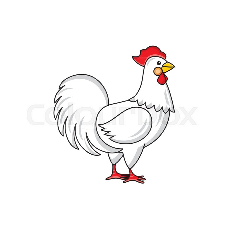 side view portrait of white rooster chicken hand drawn vector
