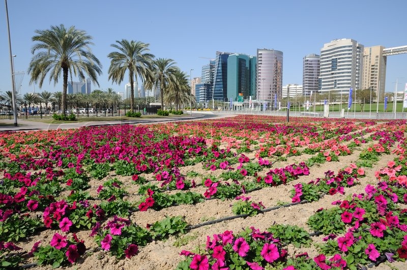 Flowers in Dubai City, United Arab Emirates Stock Photo Colourbox