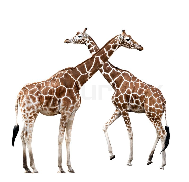 Two Giraffe Isolated On White Background Two Walking Giraffes Isolated On White Background Stock