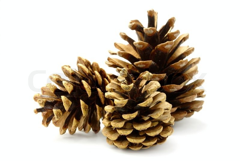group of three pine cones on white background stock group of three pine cones on white background stock
