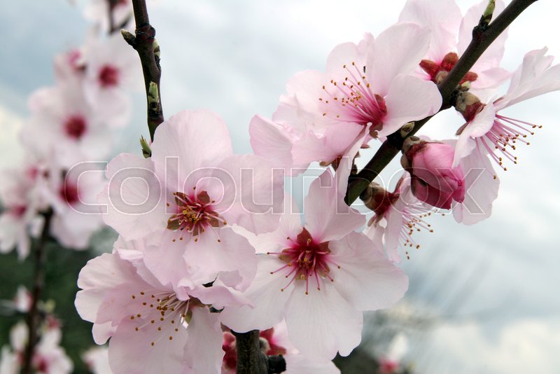 Mandelblütenzweige | Stock Bild | Colourbox