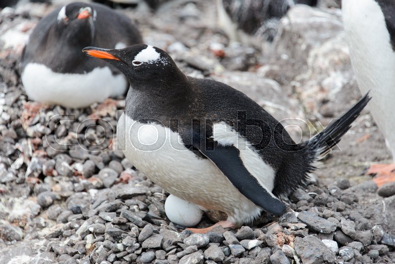 Gentoo Penguin With Egg In Nest Stock Image Colourbox gentoo-penguin-with-egg-in-nest-stock-image-colourbox