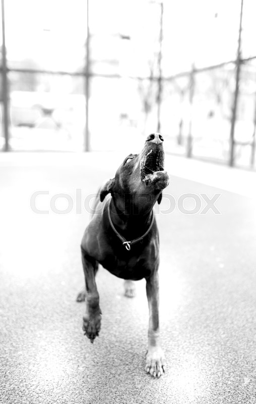 scary doberman pinscher
