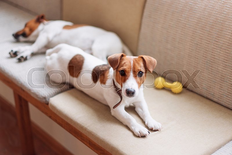 Cute Jack Russell Dogs Sleeping And Stock Image Colourbox