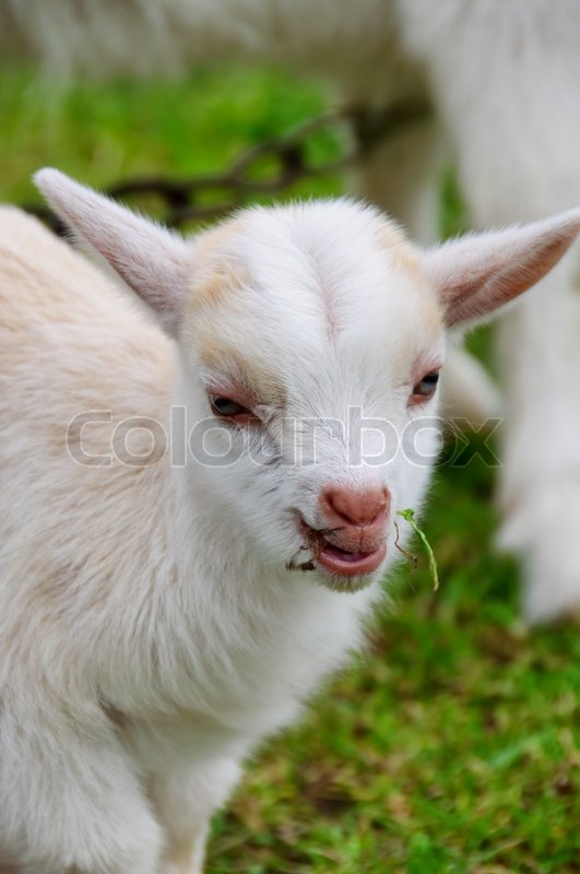 Eine kleine niedliche Zicklein essen Stock Bild Colourbox