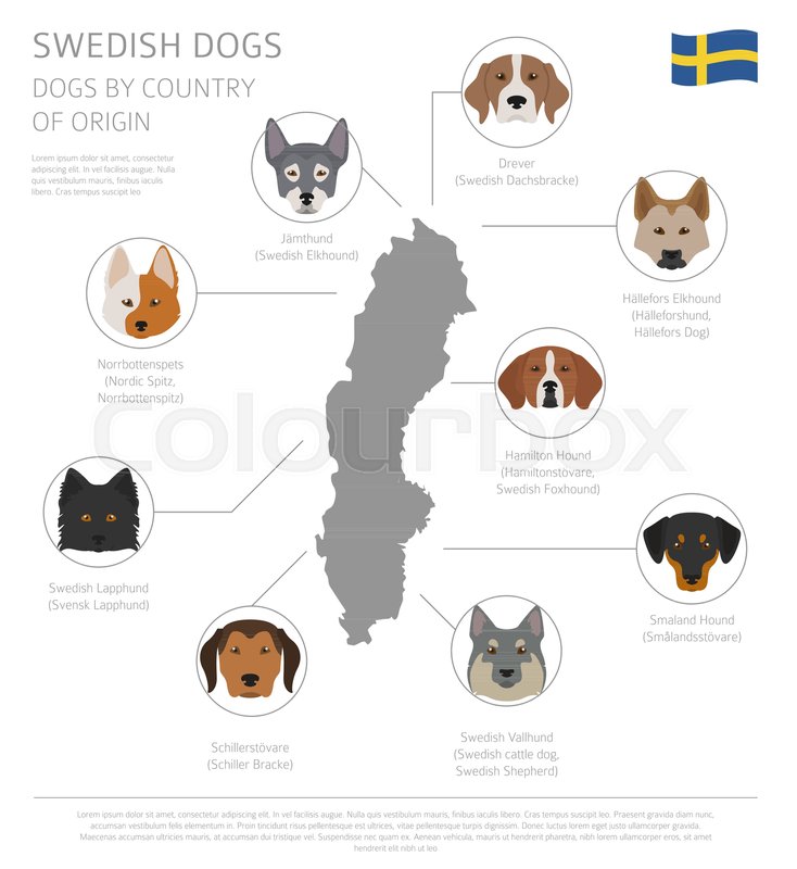 Dogs by country of origin. Swedish dog Stock vector Colourbox