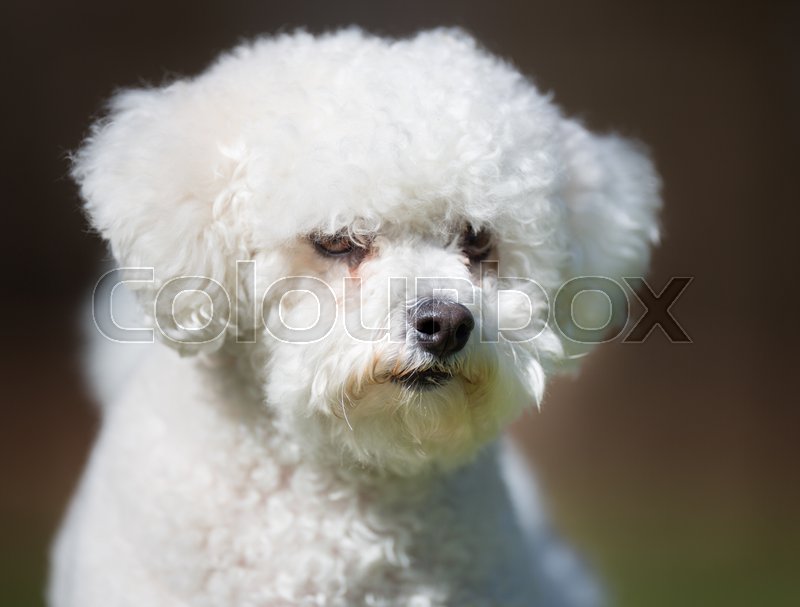 bichon purebred