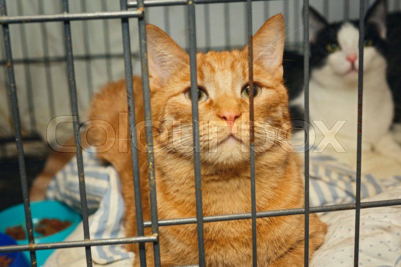 cat in a cage