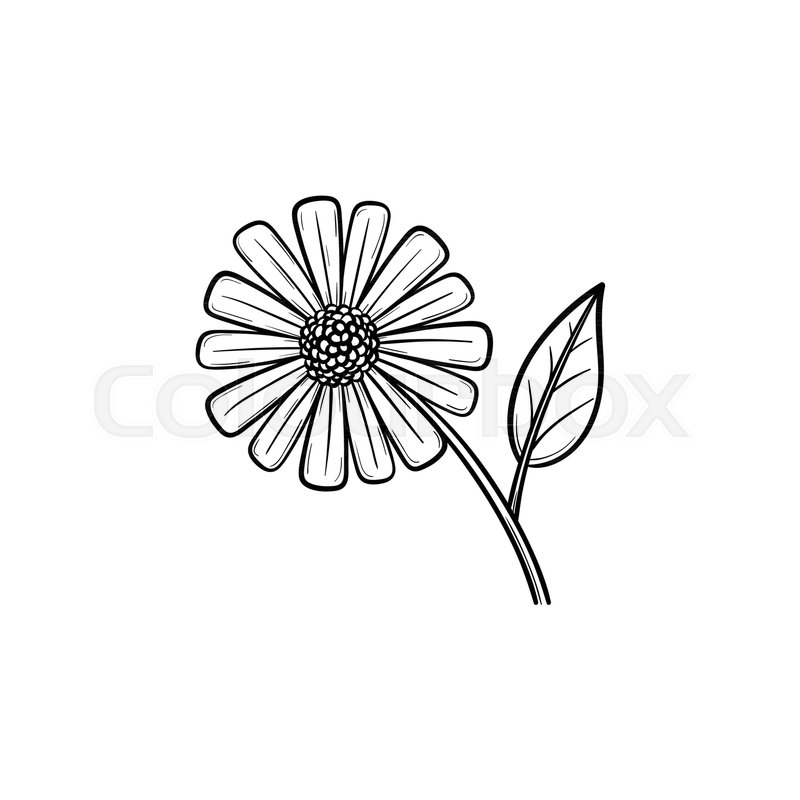 daisy flower hand drawn outline doodle stock vector colourbox