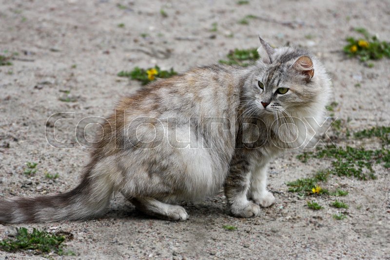 A Fluffy Gray Cat The Cat Goes On The Stock Image Colourbox
