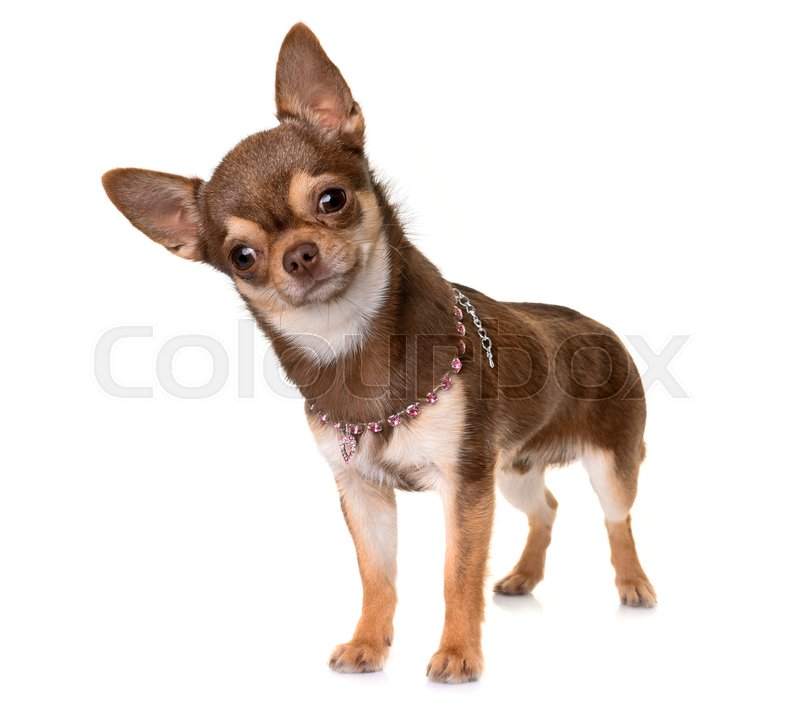 White And Brown Chihuahua