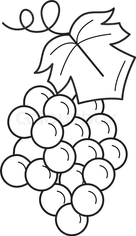 Bunch Of Grapes Vector Line Icon Stock Vector Colourbox