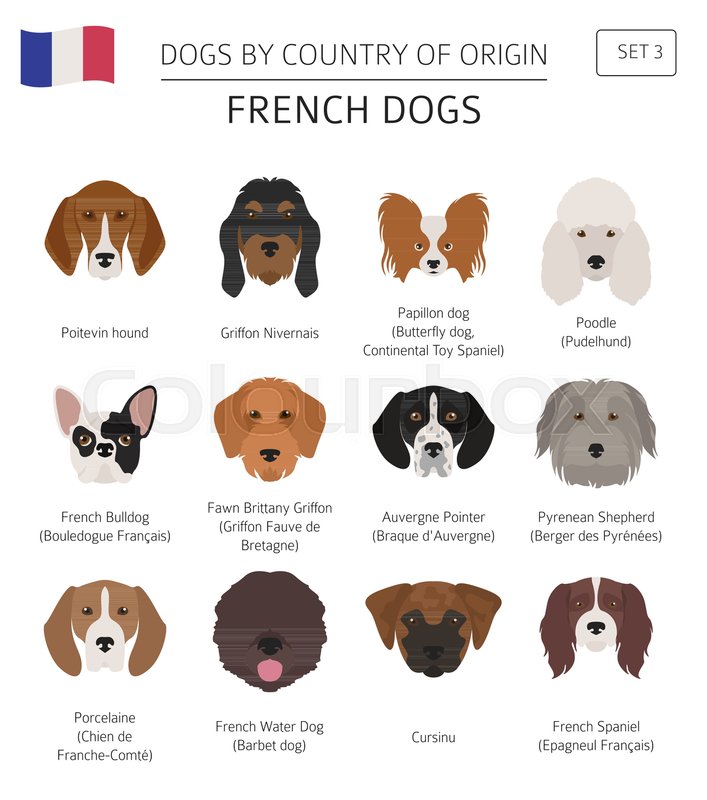 Dogs by country of origin. French dog Stock vector Colourbox