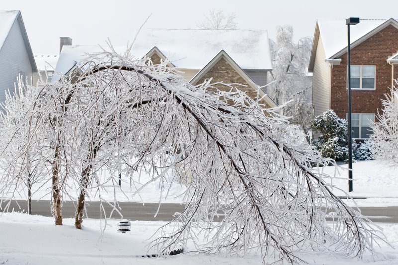 Trees on a street covered with ice after freezing rain | Stock Photo ...