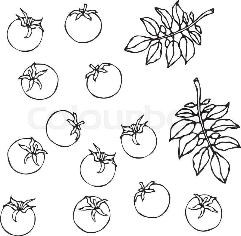 Bunch Of Cherry Tomatoes With Leaves Stock Vector Colourbox