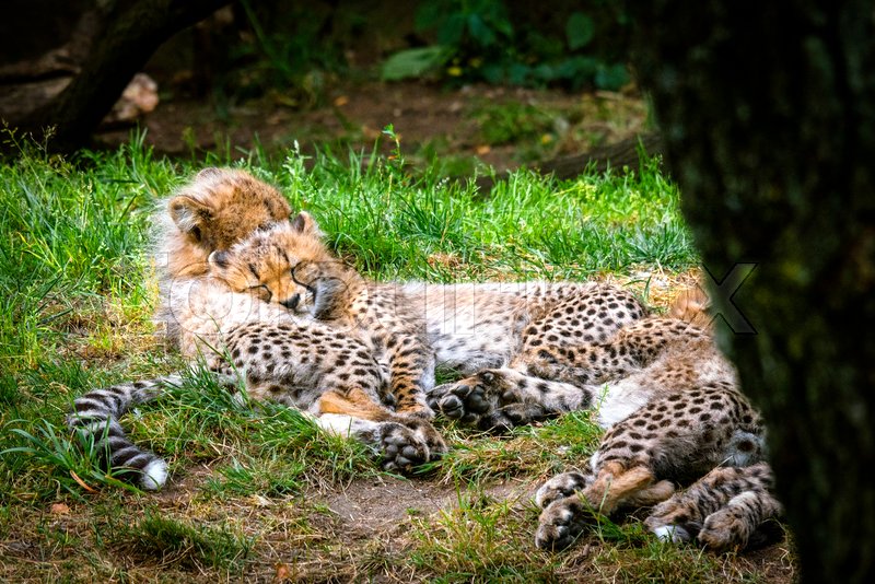 Young cheetah kittens playing in the | Stock image | Colourbox
