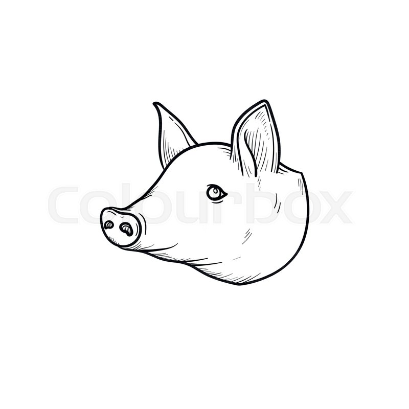 Pork meat hand drawn outline doodle Stock vector Colourbox