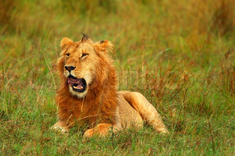 Young wild african lion | Stock Photo | Colourbox