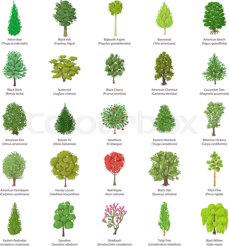 Tree types icons set. Isometric ... | Stock vector | Colourbox