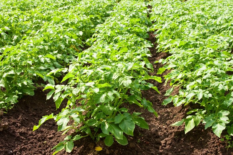 A Field Planted With Potatoes In The Stock Image Colourbox