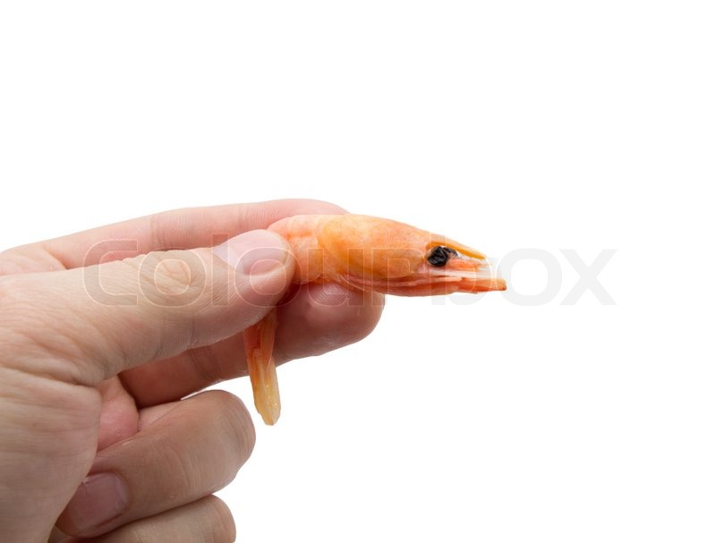 Bilderesultat for shrimp in hand