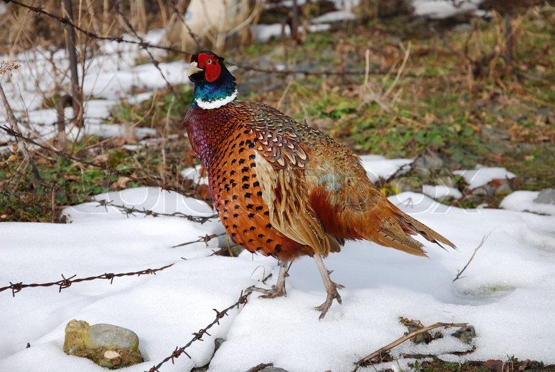 Common pheasant in winter snow | Stock image | Colourbox