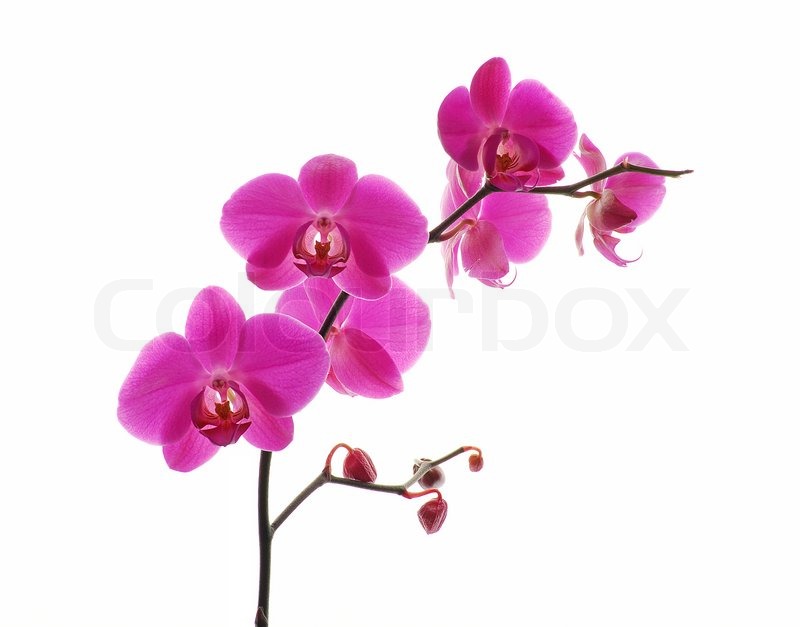 Pink orchid isolated on a white Stock Photo Colourbox Pink orchid isolated on a white Stock Photo Colourbox