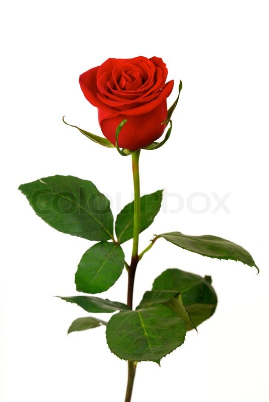 Single Red Rose On A White Background Stock Photo Colourbox