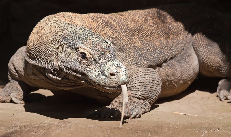 Komodo dragon in search of food on | Stock image | Colourbox