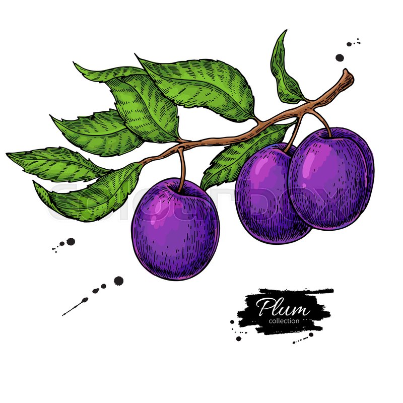 Plum branch vector drawing. Hand drawn Stock vector Colourbox