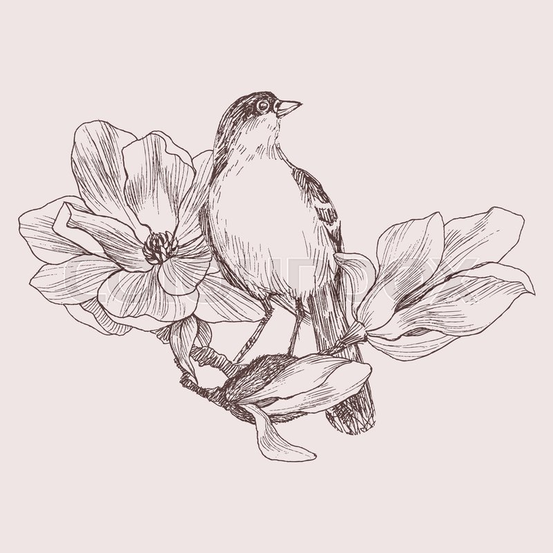 Vector Illustration Of Hand Drawn Bird On Magnolia Blooming Brunch Graphic Style Beautiful Engraving Retro