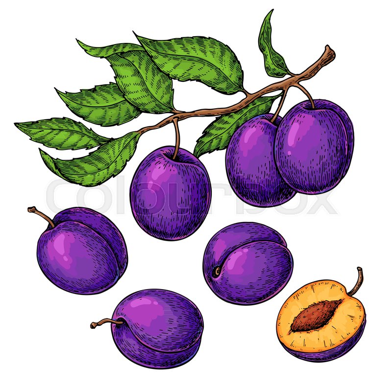 Plum vector drawing set. Hand drawn Stock vector Colourbox
