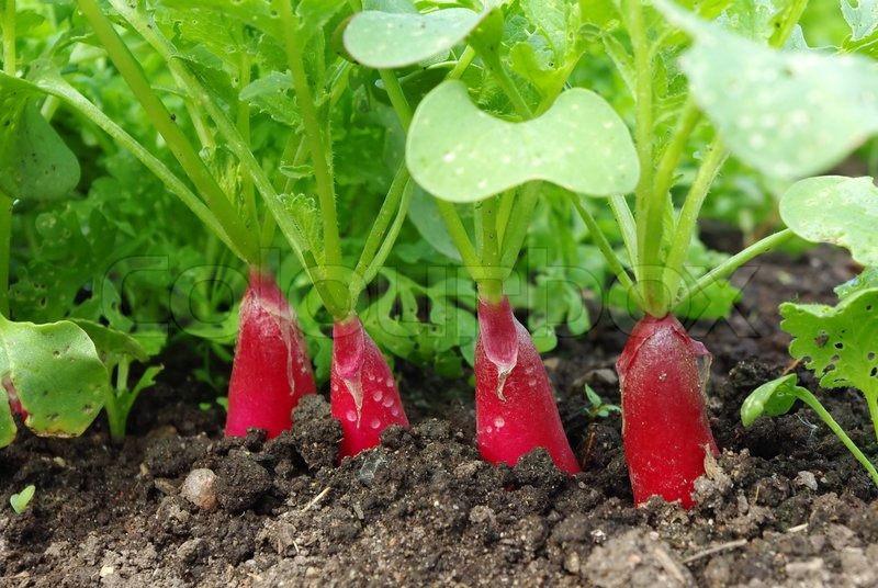 Рассада редиса фото. Всходы редиса. Редис растет. Рассада редиски. Всходы рапса.