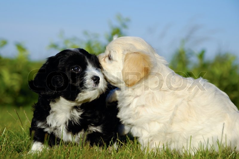 black and white puppy dogs stock photo colourbox