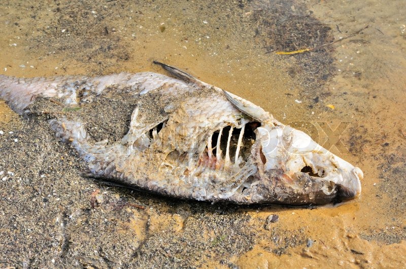 Dead Fish Bream on River Shore | Stock image | Colourbox