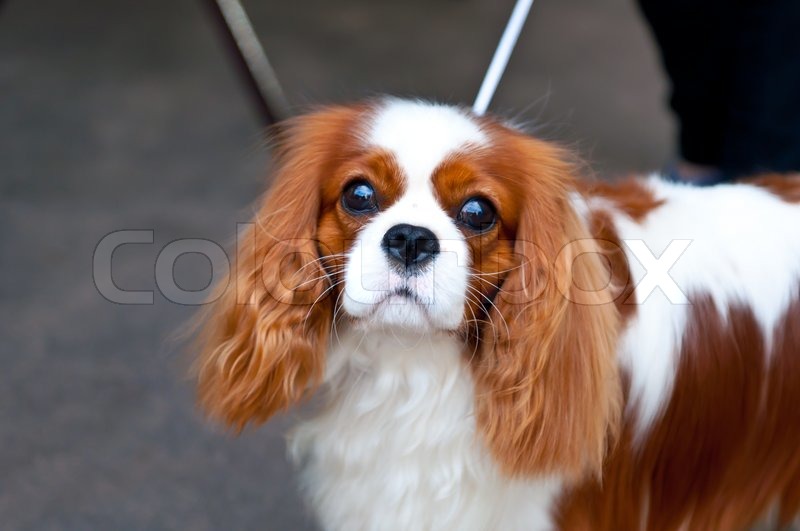 King Charles Spaniel is a breed of small dog of the Spaniel type