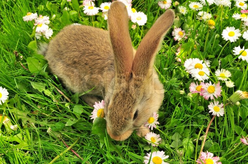 Cute Rabbit im Garten im Sommer Stock Bild Colourbox