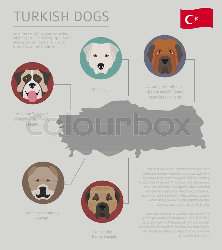 turkish dog breeds