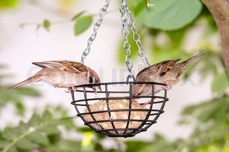 Sparrows At A Bird Feeder Filled With A Stock Image Colourbox