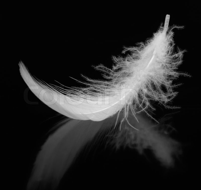 The bird's feather lies on a black background with reflexion | Stock
