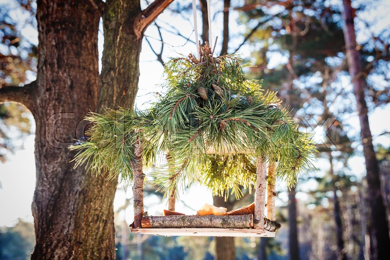 Handcrafted Bird Feeder On The Tree In Stock Image Colourbox