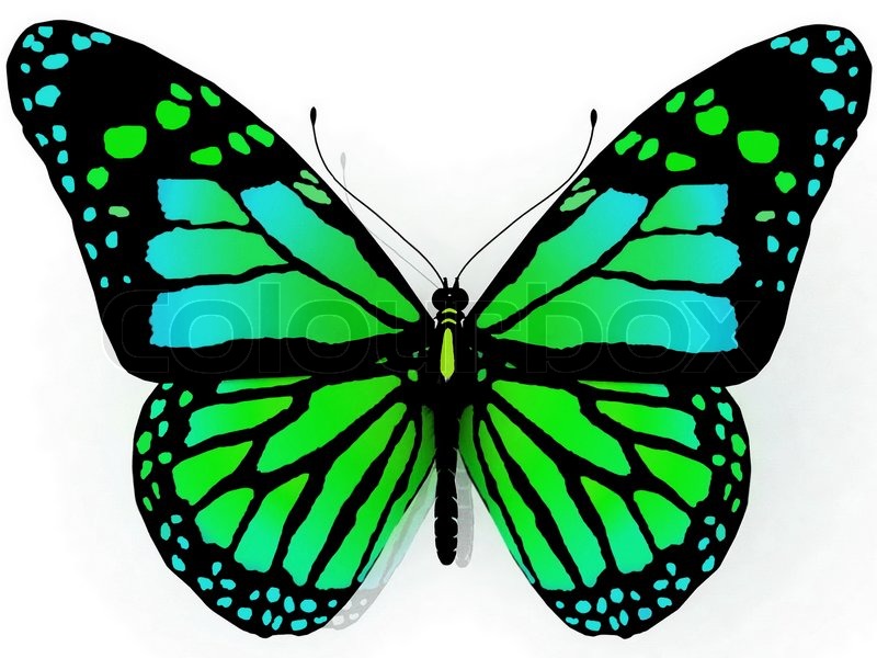 Isolated butterfly on a white background | Stock Photo | Colourbox