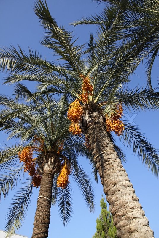 Close-up date palm tree with dates | Stock Photo | Colourbox