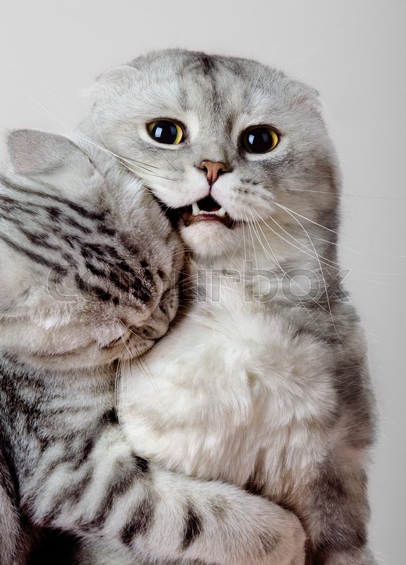 Beautiful Kitten Scottish Fold Play On Stock Image Colourbox